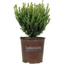 Baby Gem Boxwood (2 Gallon) A Compact Boxwood With Tiny, Dense Green Foliage That Retains Its Color All Year From The Southern Living Plant Collection