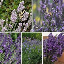 Long Blooming Lavender Collection