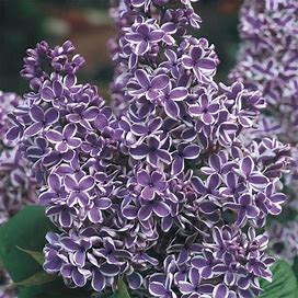 Sensation Lilac Shrub | Zone 4-7 | Purple | 10 - 15 Feet | Full Sun