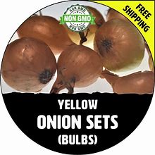 ONION SETS (Yellow Bulbs) - Non-Gmo, Fresh Grown Heirloom Seed Onions, Live Garden Plant, Spring Fall Summer - Free Shipping!