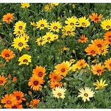 African Daisy Seeds/ Perennial/ Full Sun/ 12K Seeds 1 Oz/ Zellajake Farm And Garden - B49