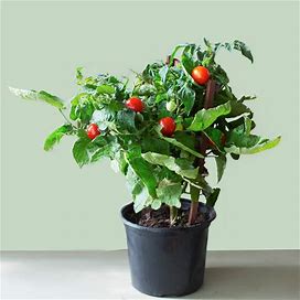 Sweet Tomato, 1 Gal- Low Maintenance Sweet Tomatoes Provides Bountiful Harvest, Zone 5-8