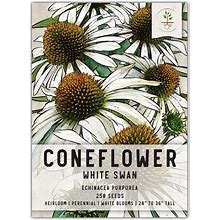 Seed Needs, White Swan Coneflower Seeds - 250 Heirloom Seeds For Planting Echinacea Purpurea - Perennial Wildflower Open Pollinated Attracts