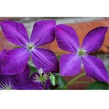 Purple Clematis Flowers 2 By Anna Miller / Danita Delimont - Framedart.Com
