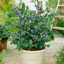 Discount Fast Growing Trees Blueberry Bushes Top Hat Blueberry Bush 1 Quart(1 Gallon)
