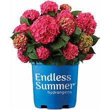 2 Gal. Summer Crush Reblooming Hydrangea Flowering Shrub With Raspberry Red Flowers