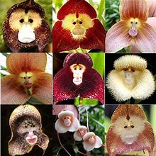 10 Rare Monkey Face Orchid Seeds Cymbidium Seed
