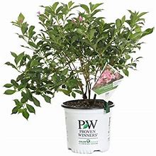 Proven Winners WEIPRC1106101 Sonic Bloom Pure Pink Live Shrub 1 Gallon