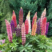 Russell Lupine Seeds - 1/4 Pound - Pink/Red/Purple Flower Seeds, Heirloom Seed Attracts Bees, Attracts Butterflies, Attracts Hummingbirds, Attracts Po