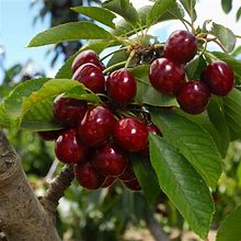 Lapins Cherry Tree, 3-4 ft Indoor/Outdoor Fruit Tree- Self-Fertile Cherry Tree With Sweet Fruit