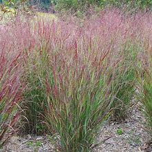 Shenandoah Red Switchgrass, Panicum Virgatum - Plant