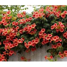 Trumpet Vine Flower Grow 6-8 Feet Tall Live Plant Perennial Zone 4-9 USA Seller SPRING SHIPPING