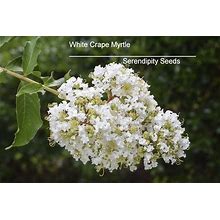 Tropical Tree Seeds -Crepe / Crape Myrtle-25 Heirloom Seeds- Snow White Flowers- Small Tropical Tree -Shrub