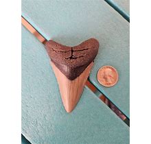 3.48" Megalodon Shark Tooth Fossil - Real, No Restorations