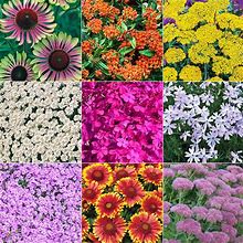 Drought-Resistant & Sun-Loving Designer Garden - 9 Per Package | Mixed | Zone 3-9 | Spring Planting | Sun Perennials