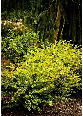 Lime Glow Japanese Barberry 2 Container