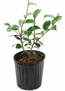 2.5Qt Blood Of China Camellia Japonica Plant With Red Blooms - National Plant Network
