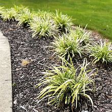 Yellow Variegated Liriope Plant, Variegated Monkey Grass Group Of 15-20 Bare-Root Plants