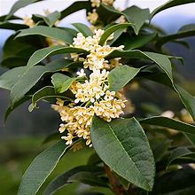 3 Gallon - Fragrant Tea Olive Shrub/Bush - Amazing Fragrant Blooms For Months, Outdoor Plant