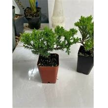 Juniper Bonsai Trees, Starter Plants Live, Pre-Bonsai Shape Guaranteed Pack Of 2