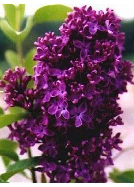 Monge Lilac, Starter Potted Plant, Dark Purple/Red Flowers, Great As A Accent Plant, Shrub, Border Starter Plant, In Dormancy