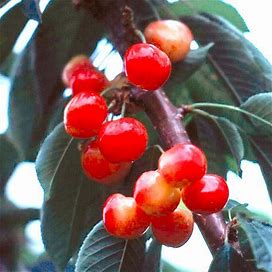 Rainier Sweet Cherry Semi-Dwarf Supreme