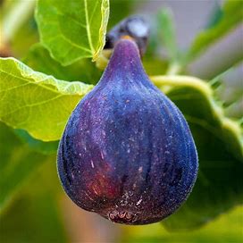 7 Gal. LSU Purple Fig Tree