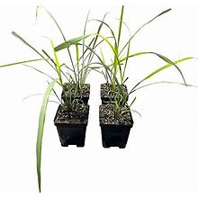 Live Lemongrass (4 Plants Per Pack), Wards Off Bugs And Pests, Natural Mosquito Repellant, 6" Tall By 3" Wide In 1 Pt Pot
