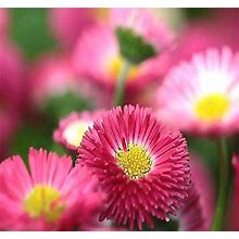Myseeds.Co Big Pack - English Daisy Mixed Seed (25,000+) - Bellis Perennis Long Flowering Season - Edible Flower Seeds (Big Pack - English Daisy Mix)