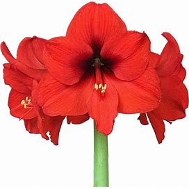 Easy To Grow Amaryllis 'Ferrari Red' (1 Pack) - Bright Red Flowering Blooms For Indoors & Outdoor Gardens