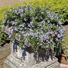 Creeping Rosemary, 5 Gal- Fragrant Groundcover Flourishes In California Conditions