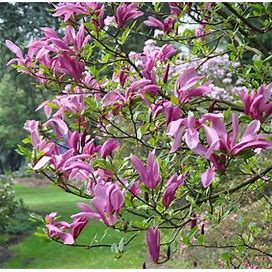 Very Rare 'Susan' Magnolia Tree Fragrant Blooms 3 YO Live Plant Bare Root