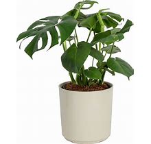 Costa Farms Monstera House Plant In 10-In Planter | L-PMV-S-NCP-01-LW