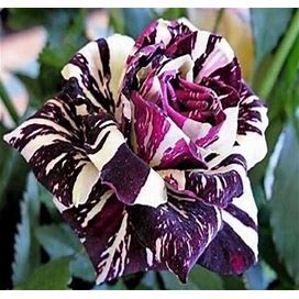 20 SEEDS For Purple/White Dragon Striped Rose Flower Bush Rare Exotic USA Seller