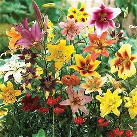 All Summer Lily Mix | Bag Of 10 Wholesale | Lilium Asiatic | Oriental | Trumpet | Zone 3-8 | Mixed | 24 - 48 Inches | Full Sun | Half Sun / Half Shade
