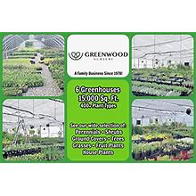 Greenwood Nursery/Live Ground-Cover Plants - White Creeping/Moss Phlox + Subulata - [Qty: 5X Pint Pots] - (Click For More Options/Quantities)