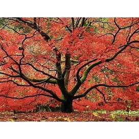 Red Japanese Maple - Live Plant 2-3 Feet Tall - Deep Red Leaves
