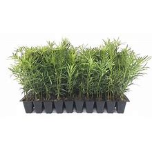 Podocarpus Macrophyllus Japanese Yew - 20 Live Plants 2" Pots - Evergreen Privacy Hedge