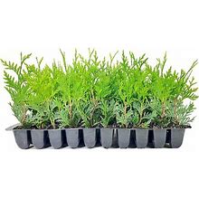 Thuja Arborvitae Green Giant Qty 30 Live Trees Pp Privacy