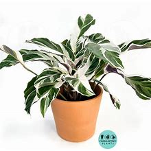 Calathea Fusion White : Indoor Plants Easy Care Houseplant - Starter Plant ,Live Indoor, Easy To Grow - Beginner Plant