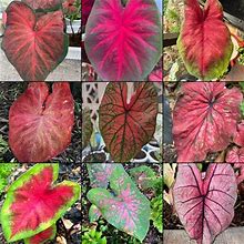 Blue Buddha Farm: Caladium Red Mix (All Red Varieties)-12 Bulbs - Easy To Grow Indoor Or Outdoor Perennial Plant