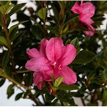 Encore Azalea Autumn Carnation (3 Gallon) Pink Flowering Shrub - Full Sun Live Outdoor Plant