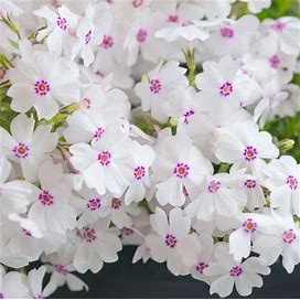 Amazing Grace Creeping Phlox White Flowers Periwinkle Ground Cover Live Plant