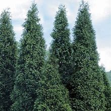30 Green Giant Arborvitae Plants 3" Containers(Thuja Green Giant)