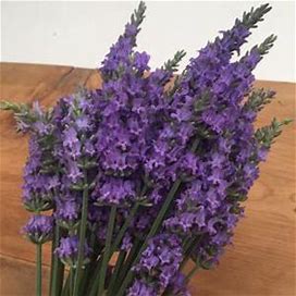Sensational!® Lavender