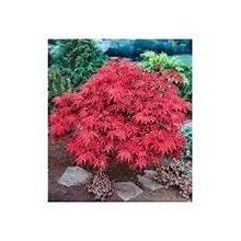 Japanese Red Maple Live Plants Shipped 1-2 Foot Tall