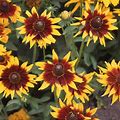 Outsidepride 5000 Seeds Annual Rudbeckia Autumn Forest Flower Seeds For Planting