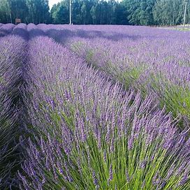 Phenomenal Lavender, Lavandula - Plant