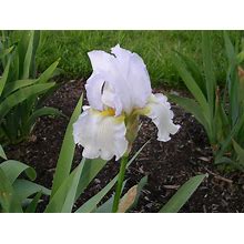 Iris 'High Ho Silver' Silvery-White Reblooming Tall Bearded Iris