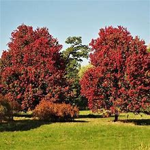 October Glory Red Maple Tree, 6-7 Ft- The Brightest Red Fall Foliage Of Any Tree, Fast Growing Shade Tree, Zone 5-8